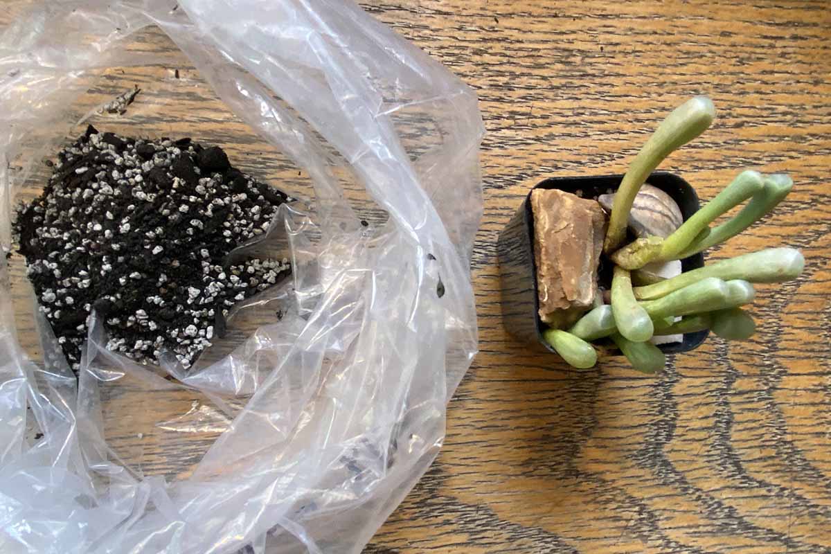 Une image horizontale en gros plan d'un petit orteil de bébé succulent posé sur une surface en bois à côté d'un sac de terreau.
