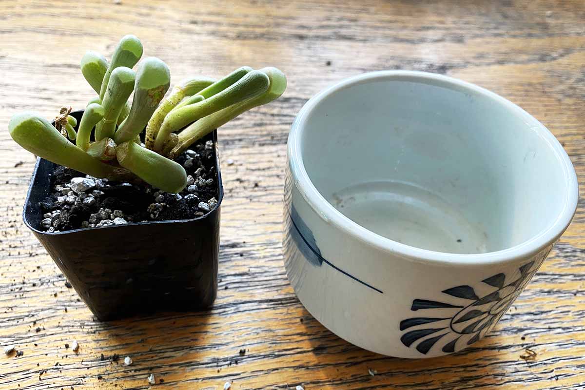 Image horizontale en gros plan d'une petite plante succulente dans un pot posé sur une surface en bois à côté d'un récipient en céramique.