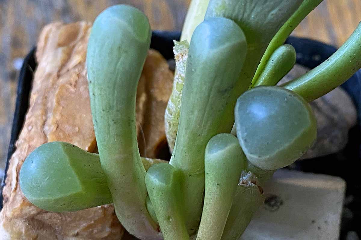 Une image horizontale en gros plan d'une succulente aux orteils de bébé qui est un peu ridée à cause du manque d'eau.