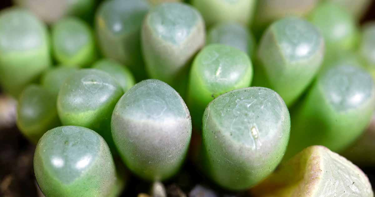 Comment faire pousser et prendre soin des plantes grasses des orteils de bébé