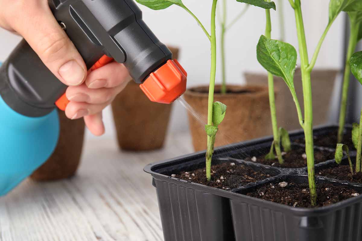 Photo horizontale d'un jardinier pulvérisant des plants de légumes avec un flacon pulvérisateur sur une table en bois.