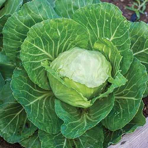 Une photo rapprochée de haut en bas de la variété 'Earliana' de Brassica oleracea var. capitata présentant des feuilles vert clair au centre et des feuilles plates plus grandes avec des veines blanches à l'extérieur.