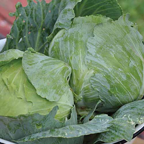 Un gros plan de deux têtes de choux 'Charleston Wakefield' avec des feuilles vert clair serrées autour de la tête et de grandes feuilles plus foncées à l'extérieur.