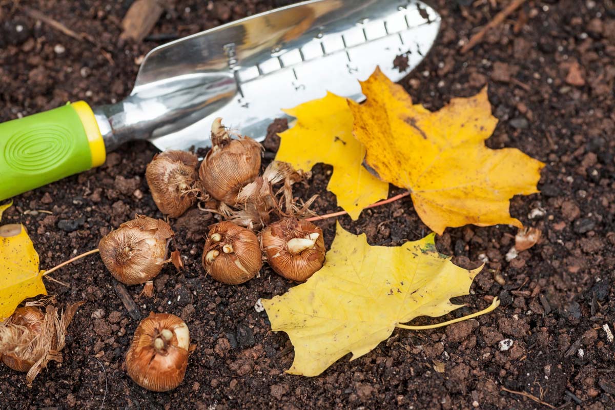 Un gros plan d'une truelle de jardinage et de quelques bulbes de crocus entourés de feuilles d'automne posées sur le sol, prêtes à être plantées.