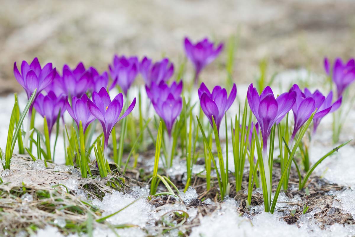 Un gros plan de fleurs de crocus violets poussant dans le jardin à travers une légère couche de neige sur un fond flou.