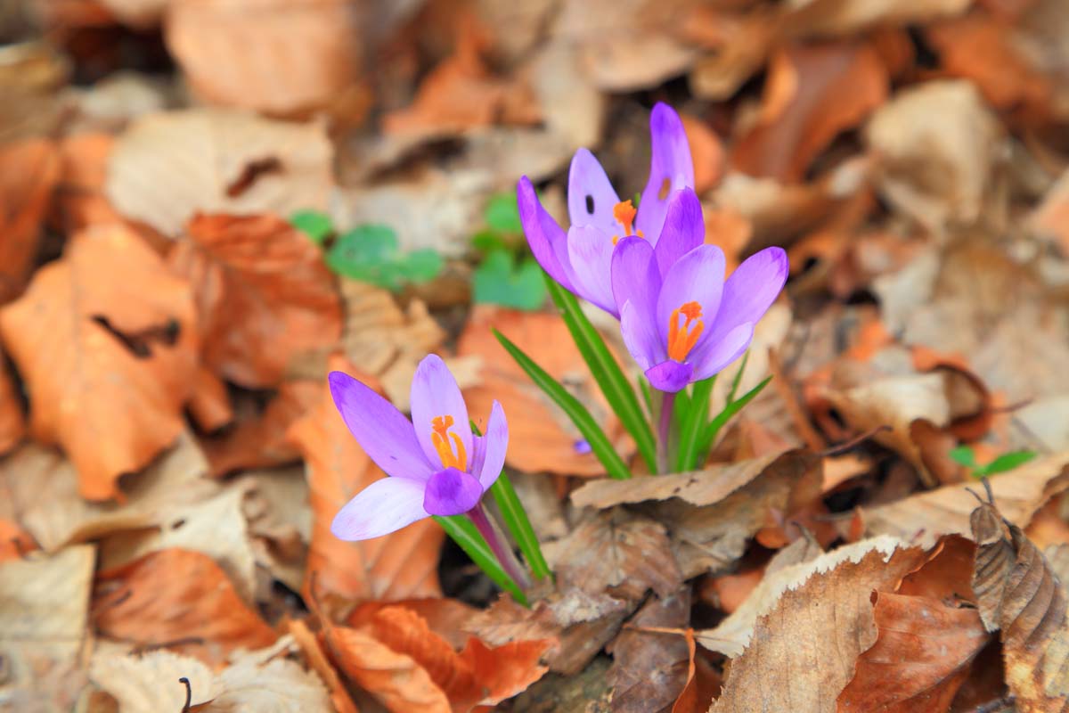 Un gros plan de fleurs de crocus violets avec des centres orange poussant entre les feuilles d'automne sur le sol s'estompant pour devenir un flou en arrière-plan.