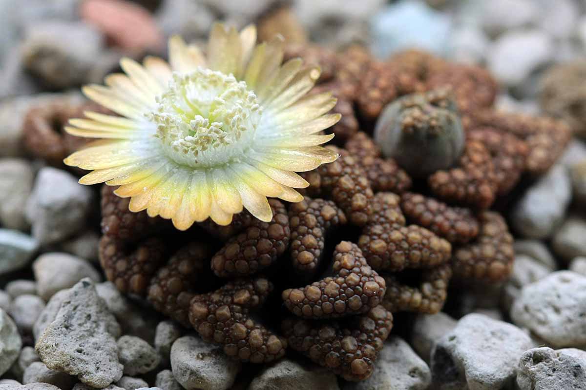 Une image horizontale en gros plan d'une plante bijou titanopsis en fleur entourée de rochers.