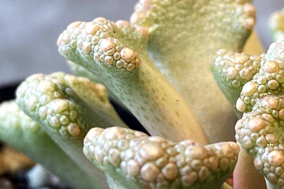 Une image horizontale en gros plan du feuillage d'une plante bijou titanopsis poussant à l'intérieur.
