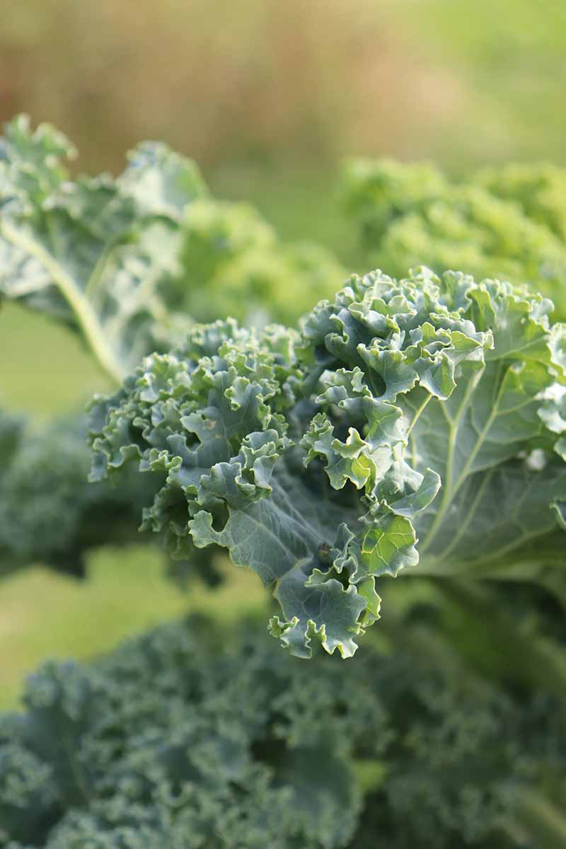 Un gros plan d'une feuille d'une plante de Brassica oleracea poussant dans le jardin, sous un soleil léger. L'arrière-plan est vert et passe au flou artistique.