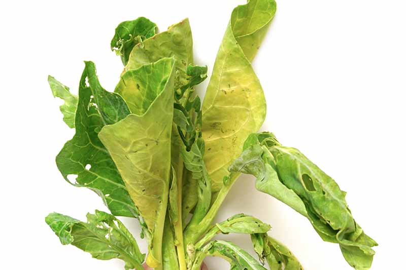 Un gros plan d'un tas de feuilles de chou frisé endommagées par les insectes, devenant jaunes sur un fond blanc.