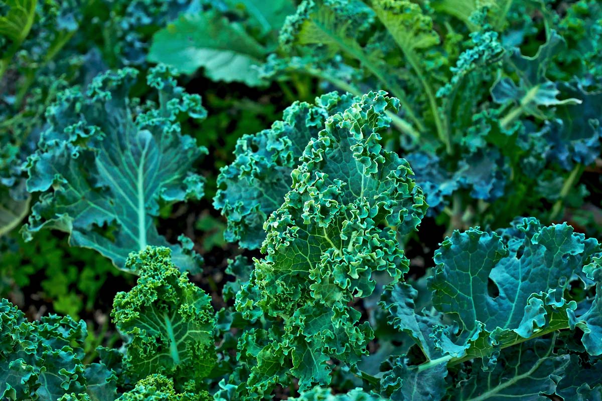Un gros plan de plantes de chou frisé vert foncé et saines poussant dans le jardin baigné de soleil léger.