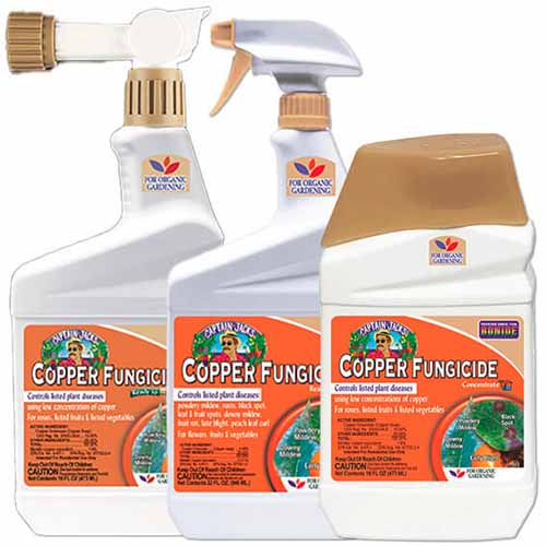 Une photo de produit carrée de trois contenants de fongicide Bonide Copper sur fond blanc.