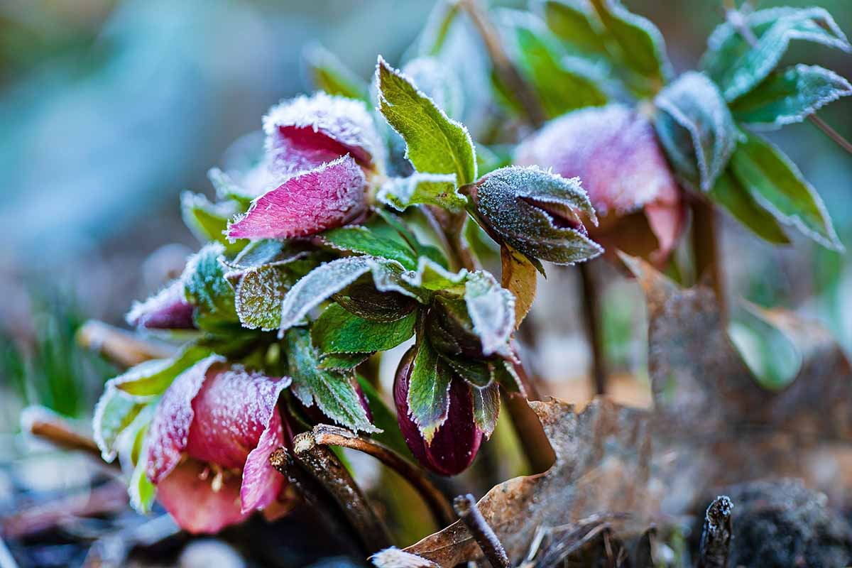 Une photo horizontale en gros plan d'hellébore rose foncé fleurit sur des plantes couvertes de givre.