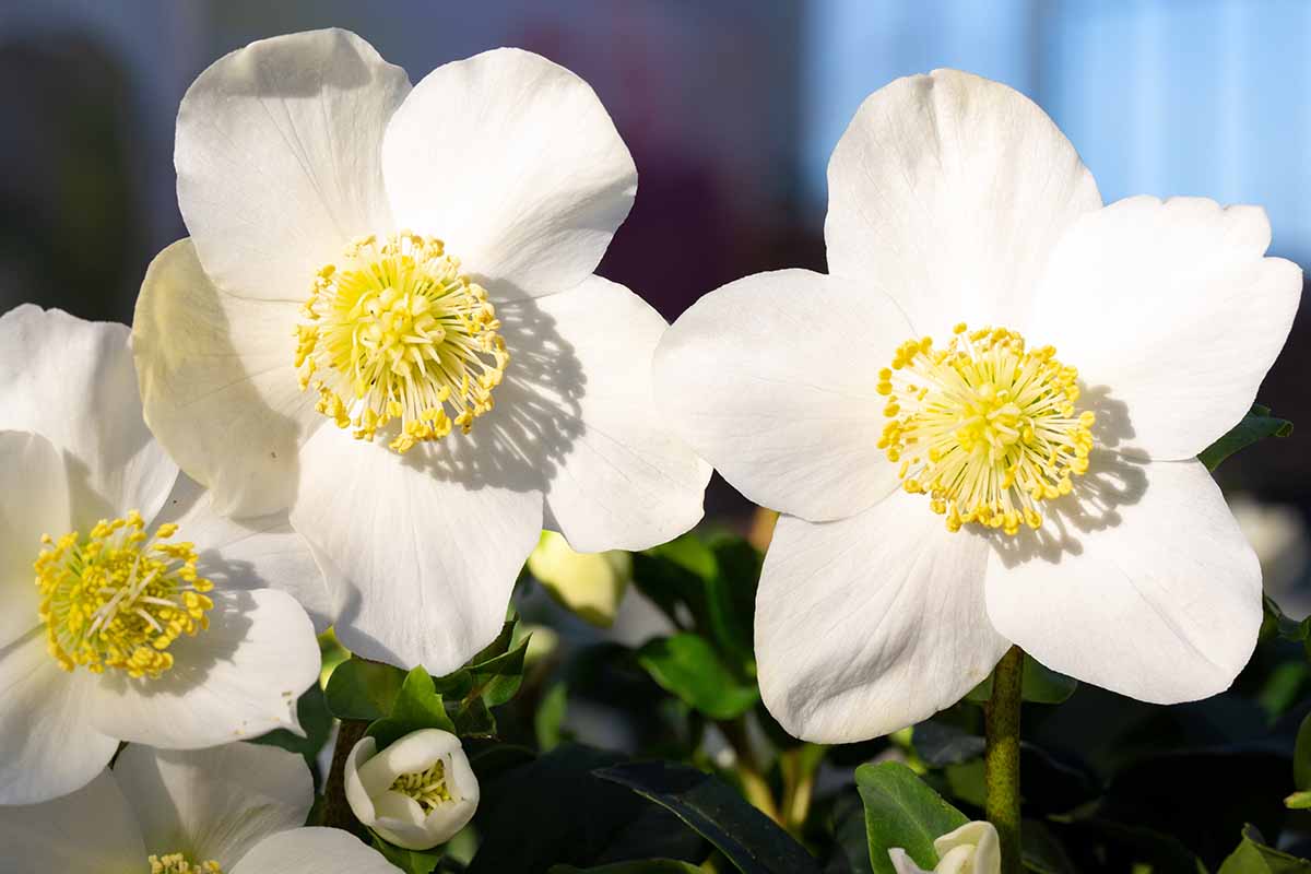 Un gros plan horizontal de trois fleurs d'hellébore blanc brillant.