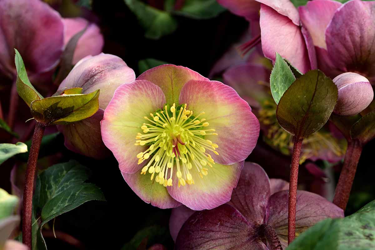 Un gros plan horizontal d'une fleur d'hellébore rose clair avec un centre jaune.