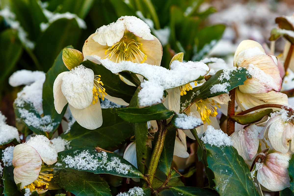 Une photo horizontale de plantes hellébores dans un jardin d'hiver avec des fleurs blanches et des feuilles couvertes de neige.