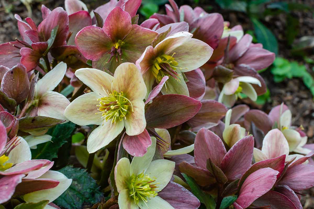 Une photo horizontale de plantes hellébores fleuries de fleurs roses et jaunes.