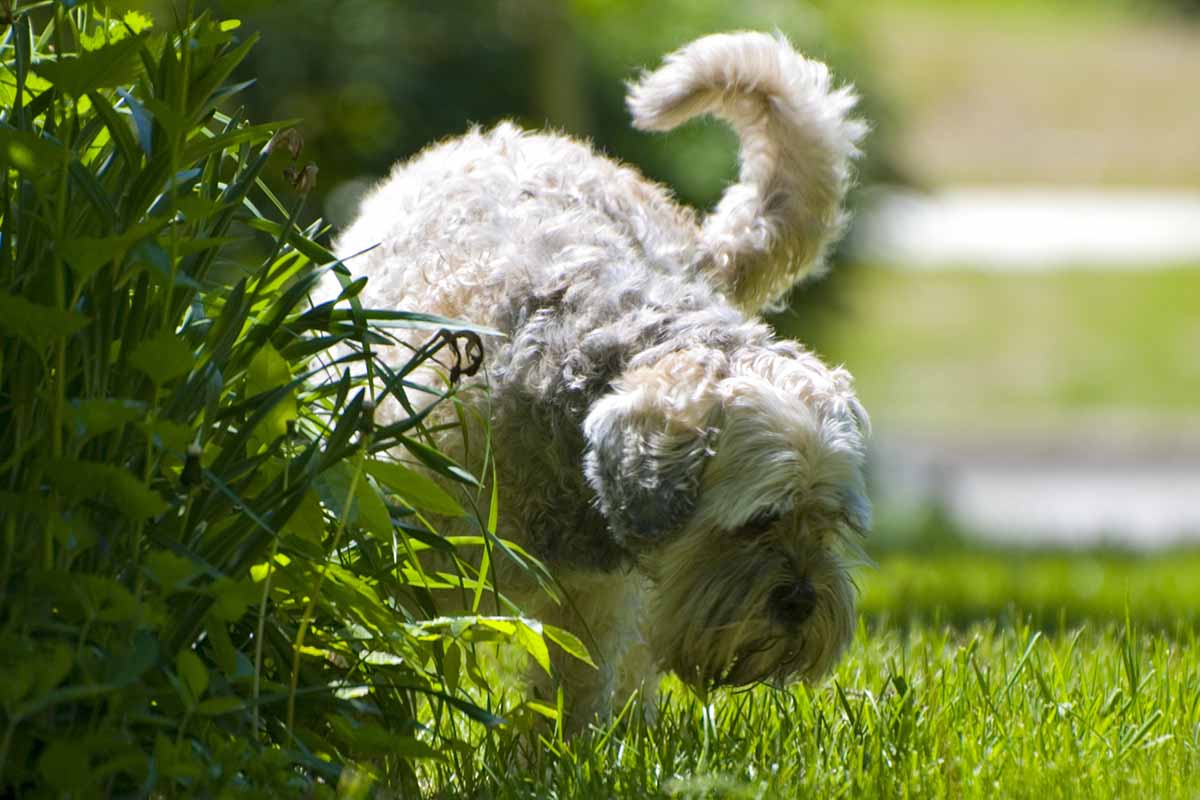 Une photo horizontale d'un petit chien blanc et gris qui fait pipi sur des plantes du jardin.