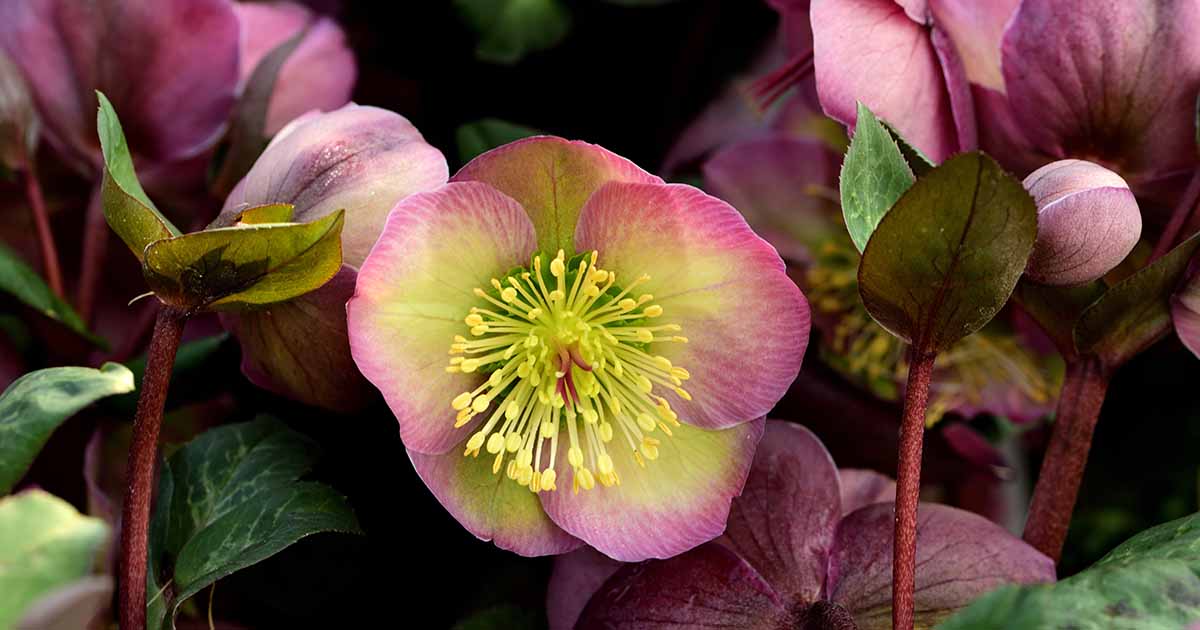 9 raisons (et solutions !) pour lesquelles les feuilles d'hellébore deviennent brunes