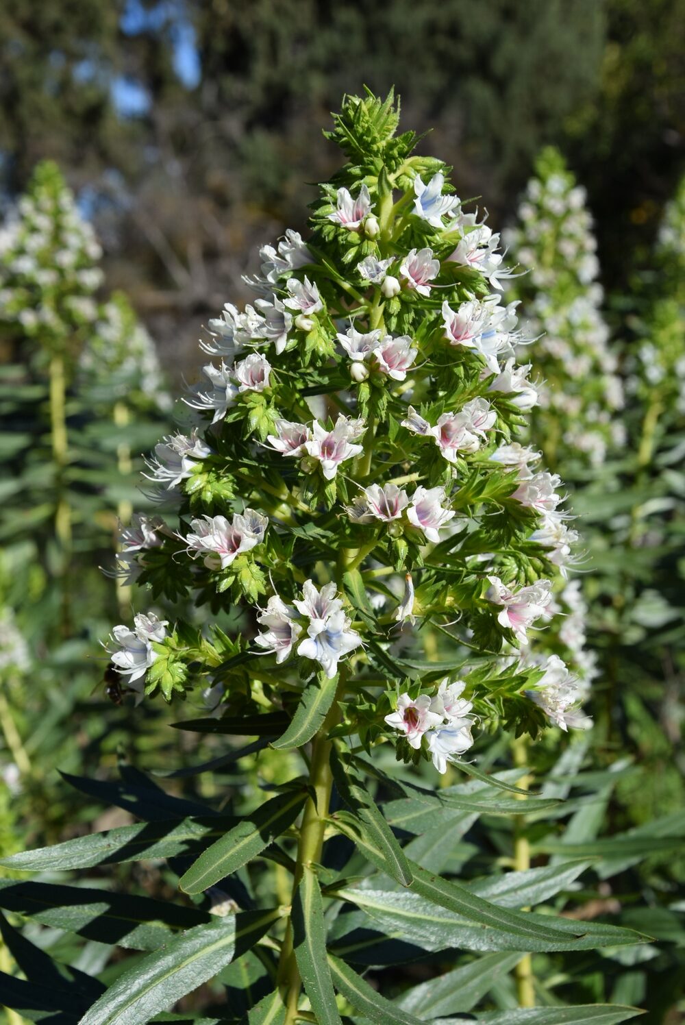 Echium decaisnei subsp. decaisnei (tajinaste blanc de Grande Canarie)
