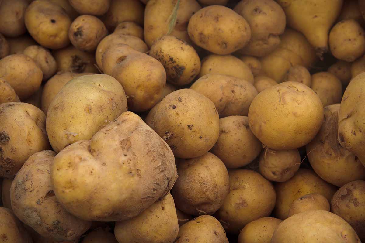 Un gros plan horizontal d'une pile de pommes de terre à cordonniers irlandais.