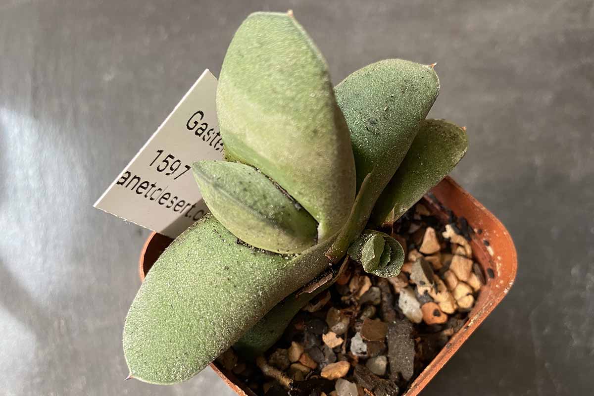 Un gros plan horizontal du dessus d'une plante Gasteria Glomerata dans un pot de pépinière couleur terre cuite.