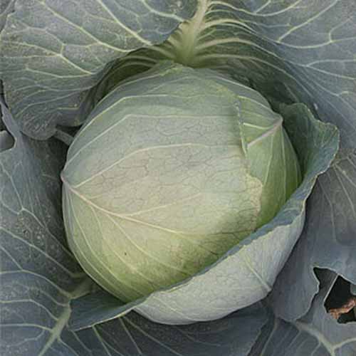 Un gros plan de la variété 'Brunswick' de Brassica oleracea var. capitata, présentant des feuilles serrées autour d'une tête mature et de grandes feuilles plates vert clair qui l'entourent.