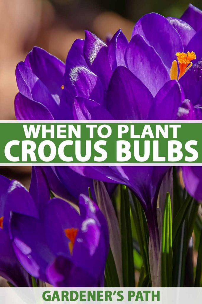 Une photo verticale en gros plan de fleurs de crocus violets avec un centre orange vif sur un fond flou. Au centre et en bas du cadre se trouve du texte vert et blanc.