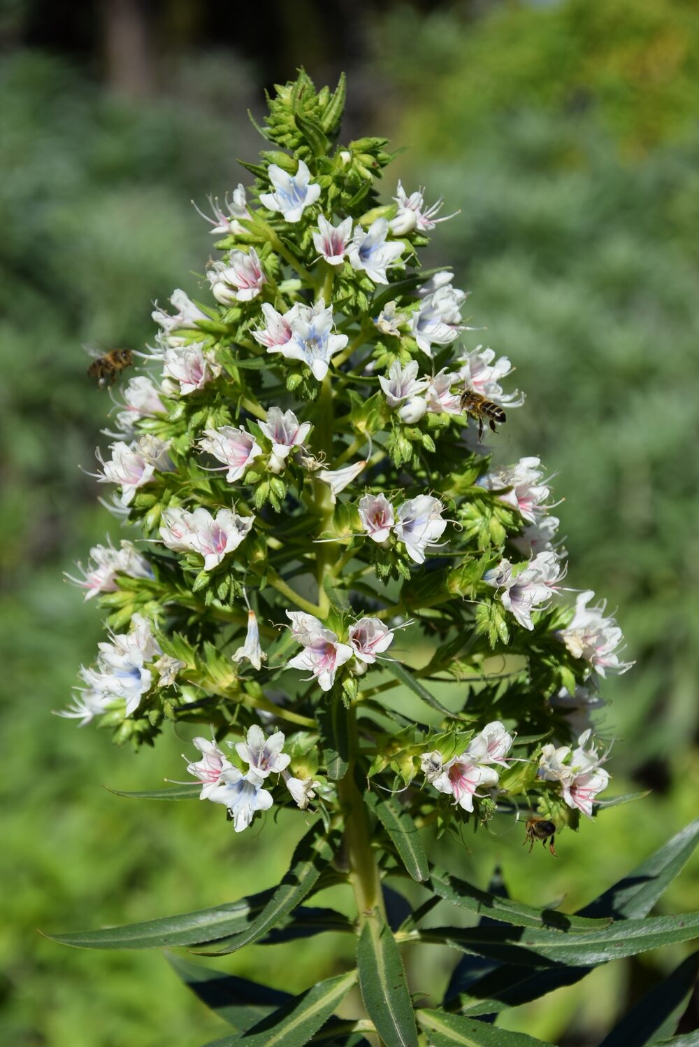 tajinaste blanco