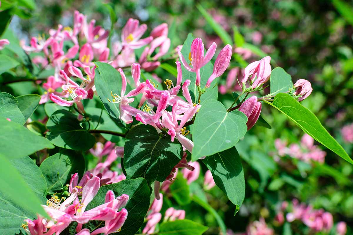 Une photo horizontale de vigne de chèvrefeuille indigène en fleurs avec des fleurs roses.