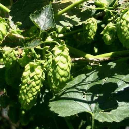 Une photo de produit carrée d'une vigne en cascade de houblon.