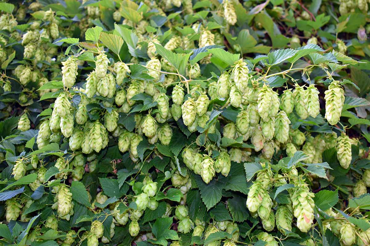 Une photo horizontale d'un fruit de la plante de houblon recouverte de fleurs de suspension blanche.