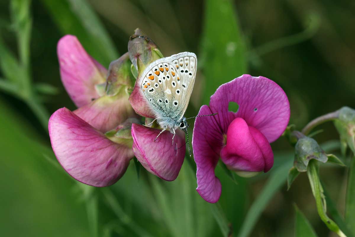 Une photo de gros plan horizontale d'un papillon se nourrissant de la fleur d'une vigne de pois sucré.