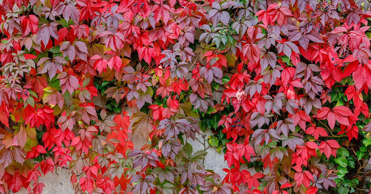 21 des meilleures vignes indigènes pour votre paysage