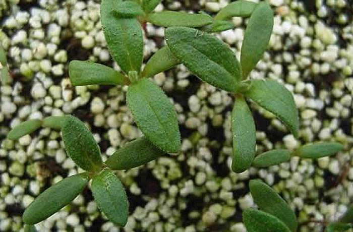 Plants de Cistus albidus Plants de Cistus albidus