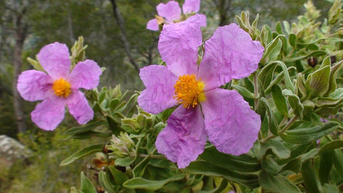 Cistus albidus fleur Cistus albidus fleur