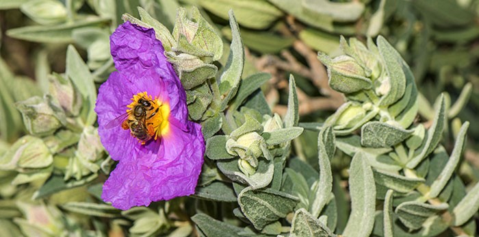 Cistus albidus fleur Cistus albidus fleur