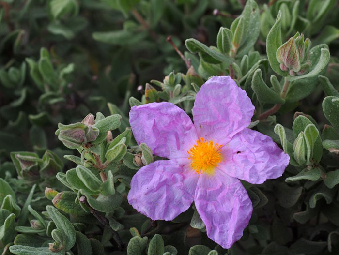Cistus albidus fleur Cistus albidus fleur