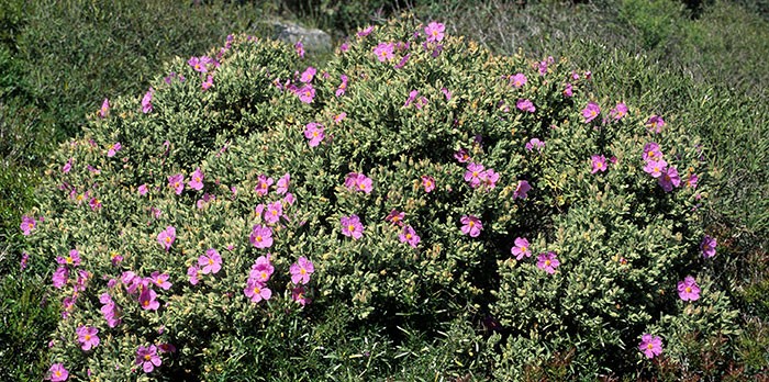 Plante Cistus albidus Plante Cistus albidus