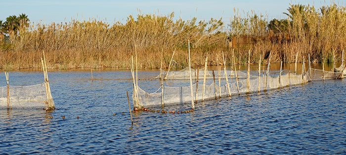 Anguillas pêche dans la zone humide de l'Albufera à Valence Anguillas pêche dans la zone humide de l'Albufera à Valence