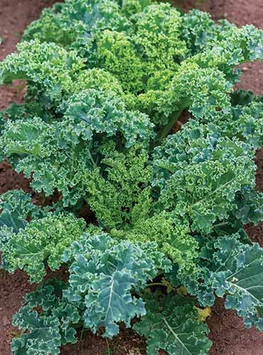 Une image verticale rapprochée du chou frisé «nain bleu» poussant dans le jardin.