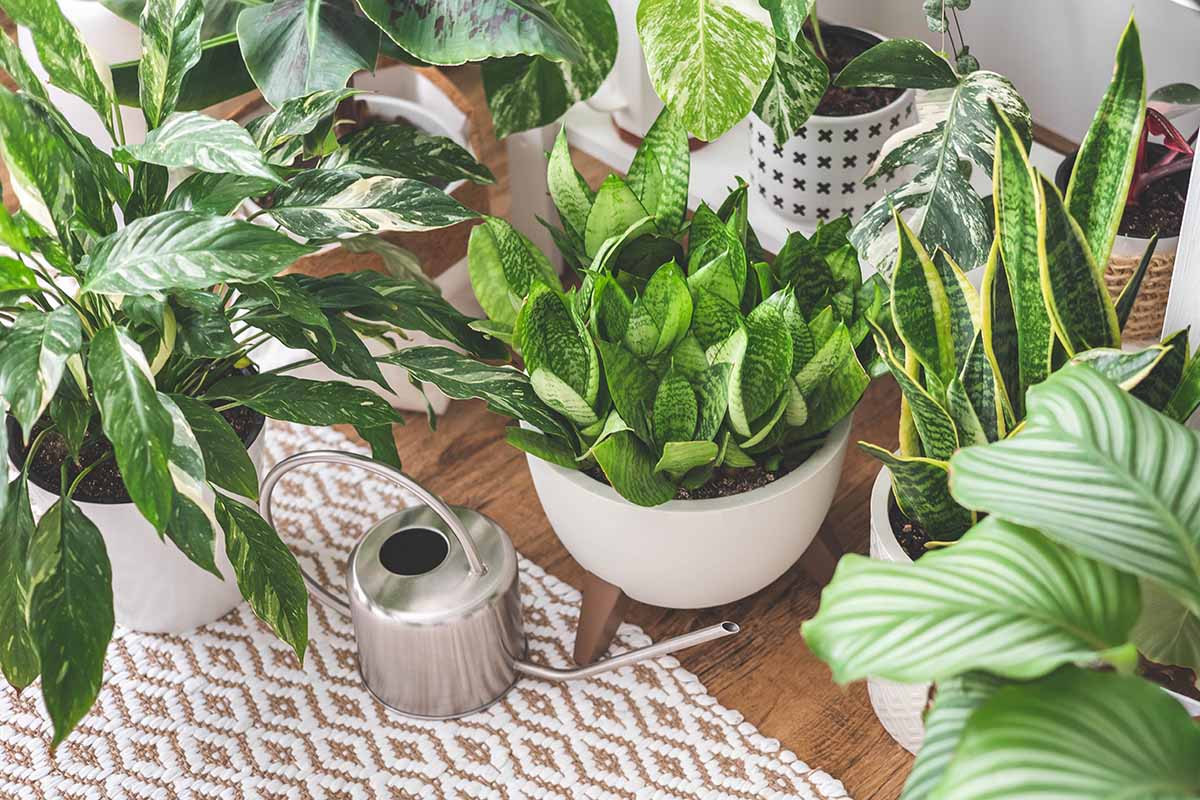 Une image horizontale rapprochée d'une collection de différentes plantes d'intérieur réglées sur un plancher en bois avec une canette d'arrosage.