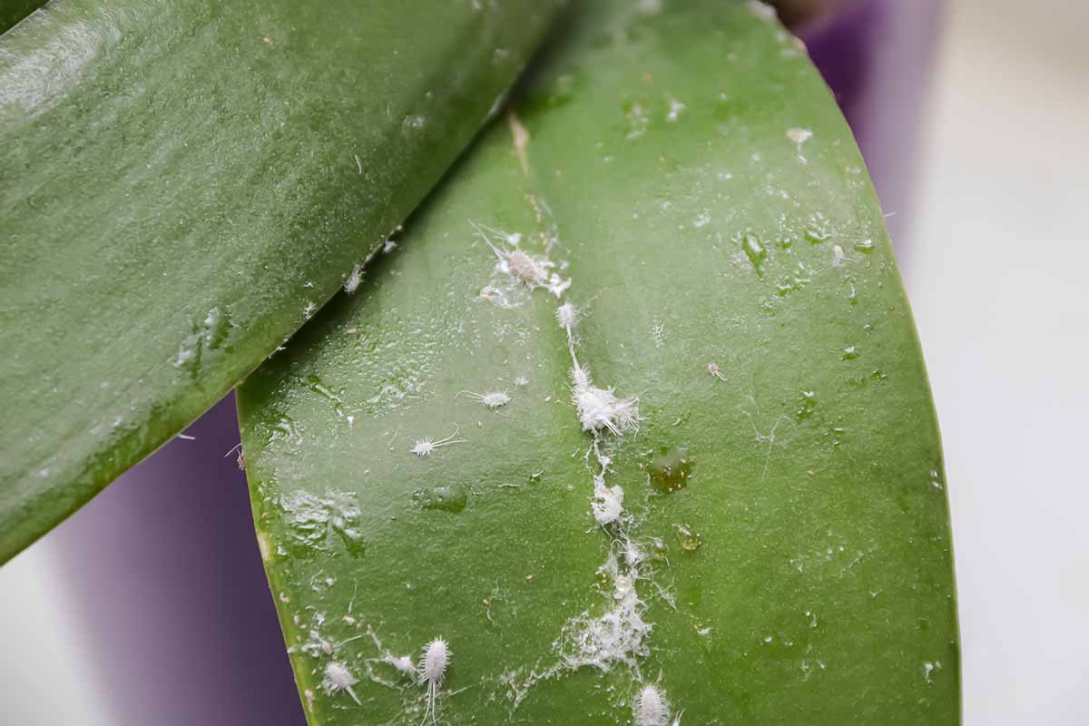 Une image horizontale rapprochée des symptômes d'une infestation de la gaine à la surface d'une feuille.