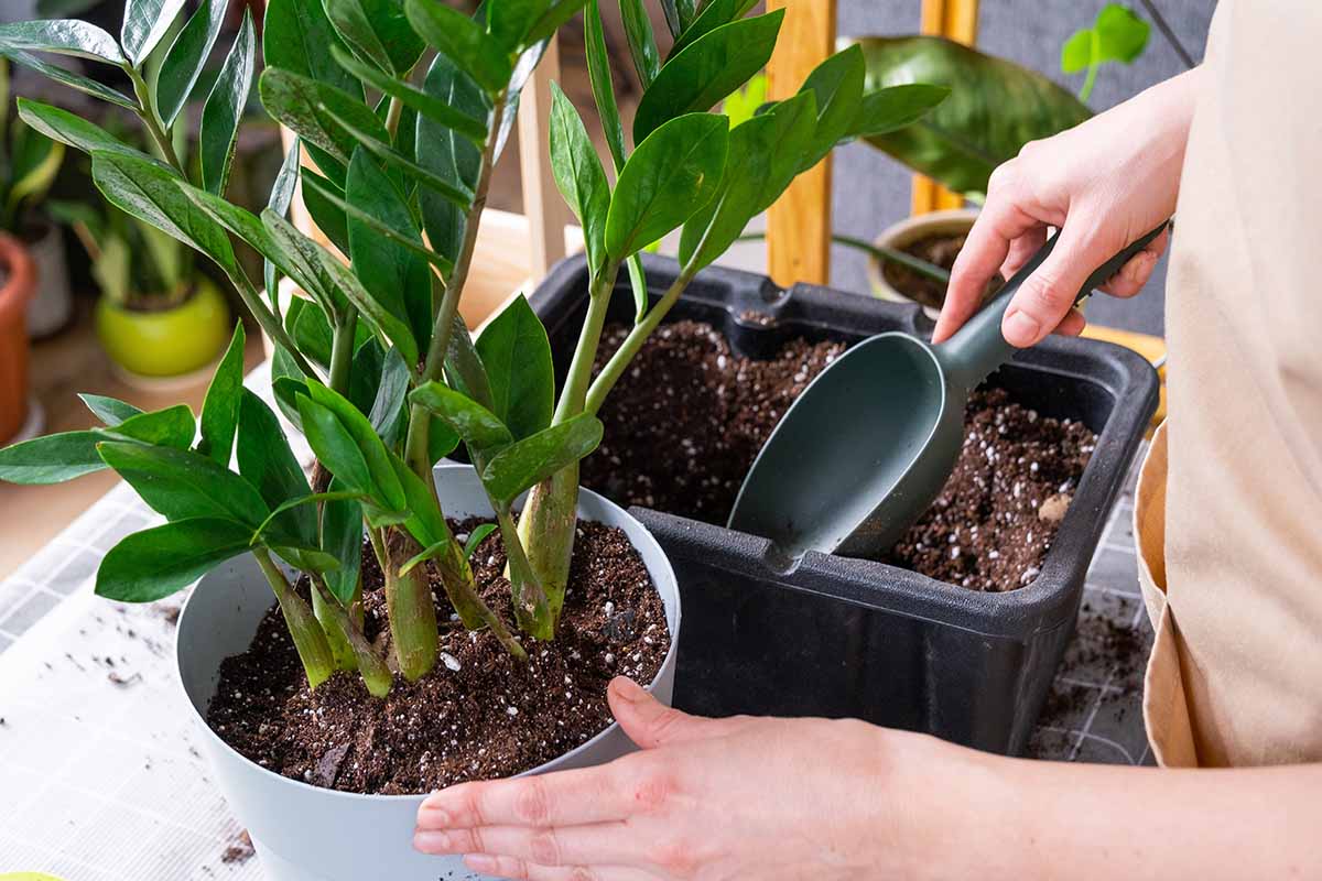 Une image horizontale rapprochée d'un jardinier repottant une plante ZZ.