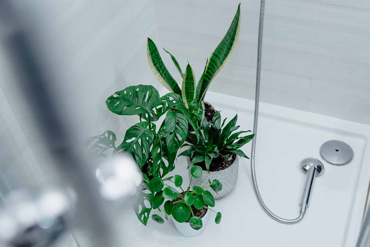 Une image horizontale grossière d'une collection de plantes d'intérieur dans une cabine de douche pour le nettoyage.