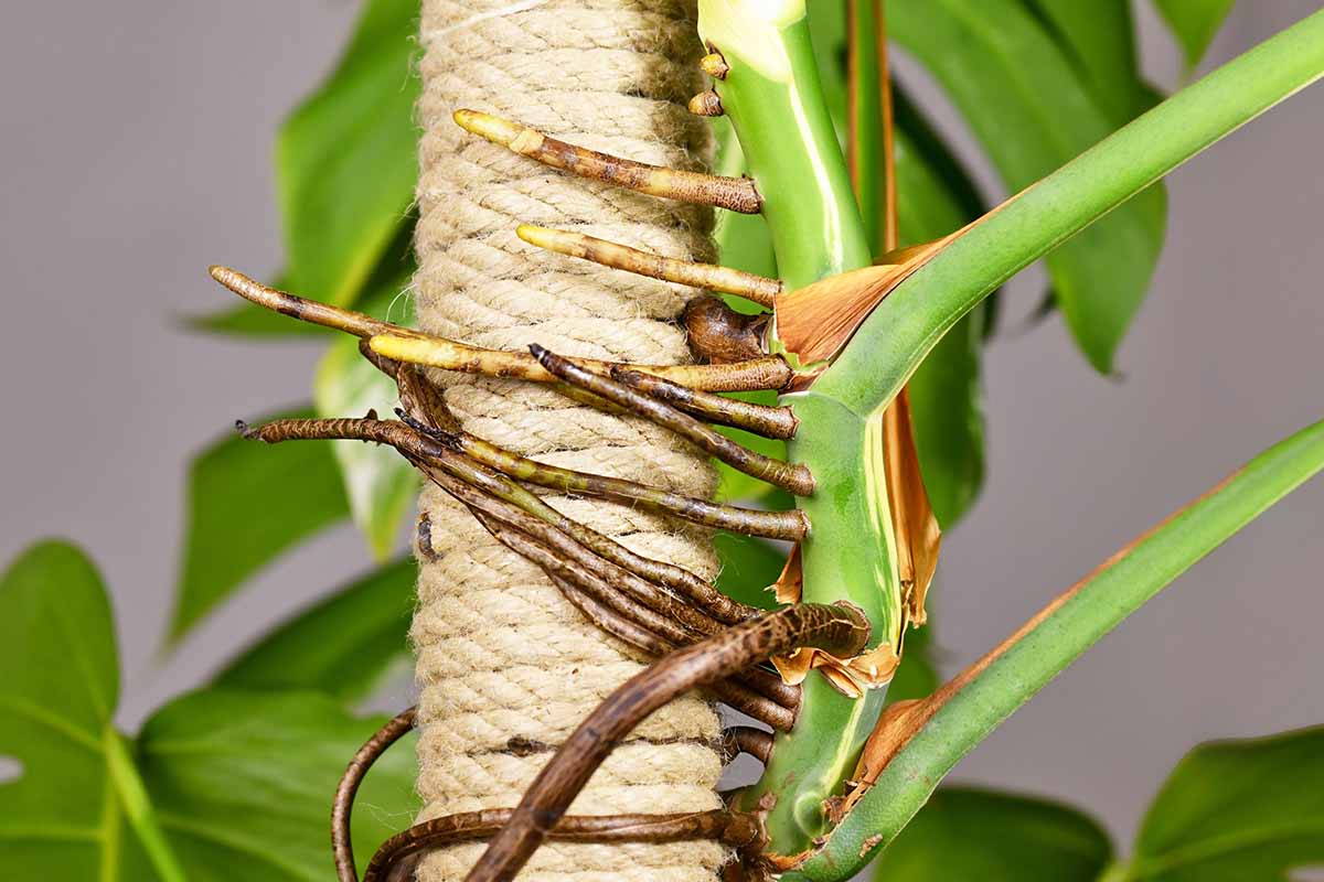 Une image horizontale rapprochée des racines aériennes d'une planche d'intérieur Monstera saisissant un poteau d'escalade pour le soutien.