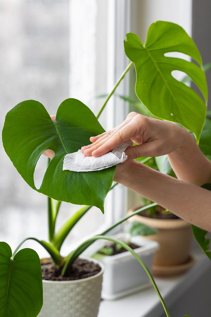 Une image verticale rapprochée des mains d'un jardinier nettoyant le feuillage d'une plante d'intérieur Monstera poussant dans un pot sur un rebord de fenêtre.