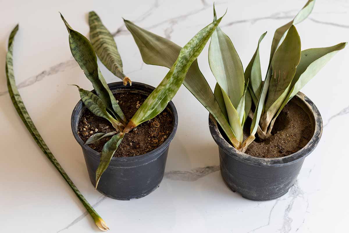 Une image horizontale rapprochée des dommages aux plantes d'intérieur en raison de la réduction de la pourriture des racines.