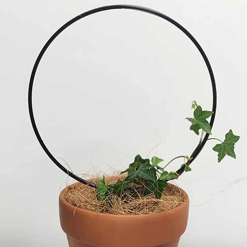 Un gros plan d'un support rond de la plante avec un lierre assez minuscule en la terminant.