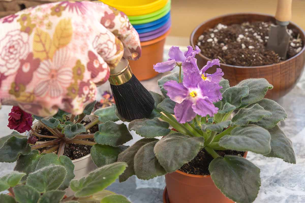 Une image horizontale rapprochée d'un ganouillé avait de la gauche du cadre à l'aide d'une brosse de maquillage pour nettoyer les feuilles d'un violet africain.